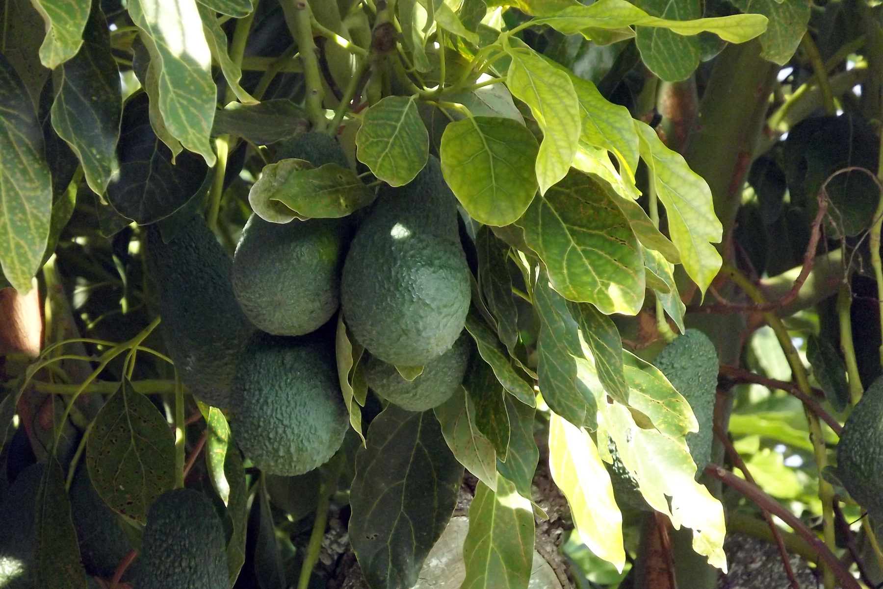 Aguacate De La Costa Tropical 2