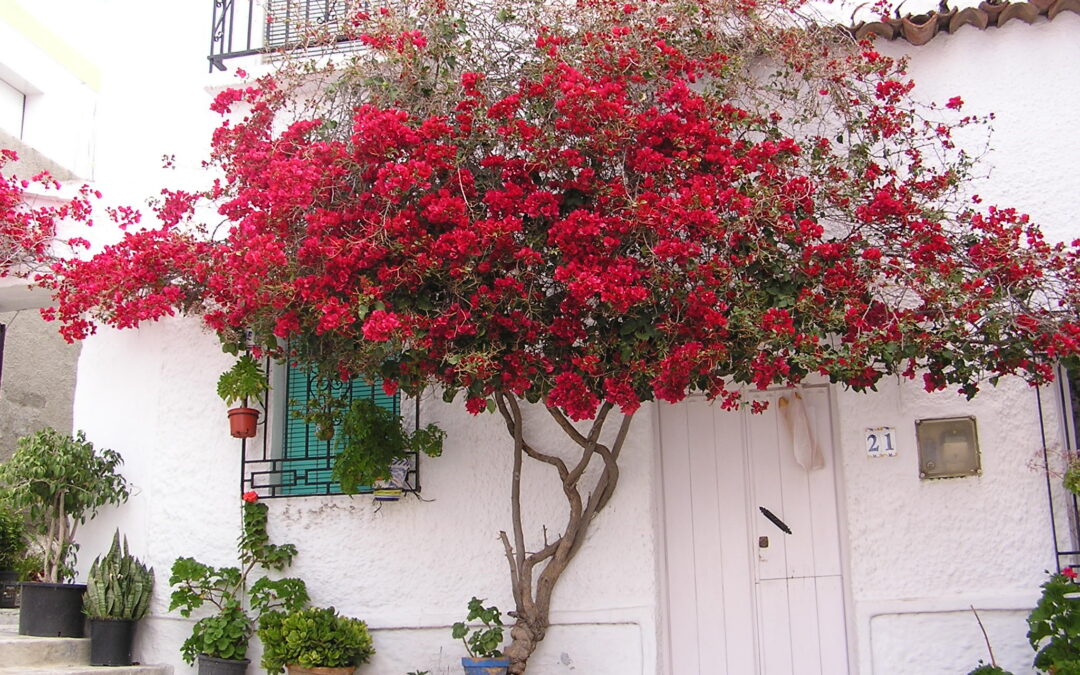 My Salobrena living experience