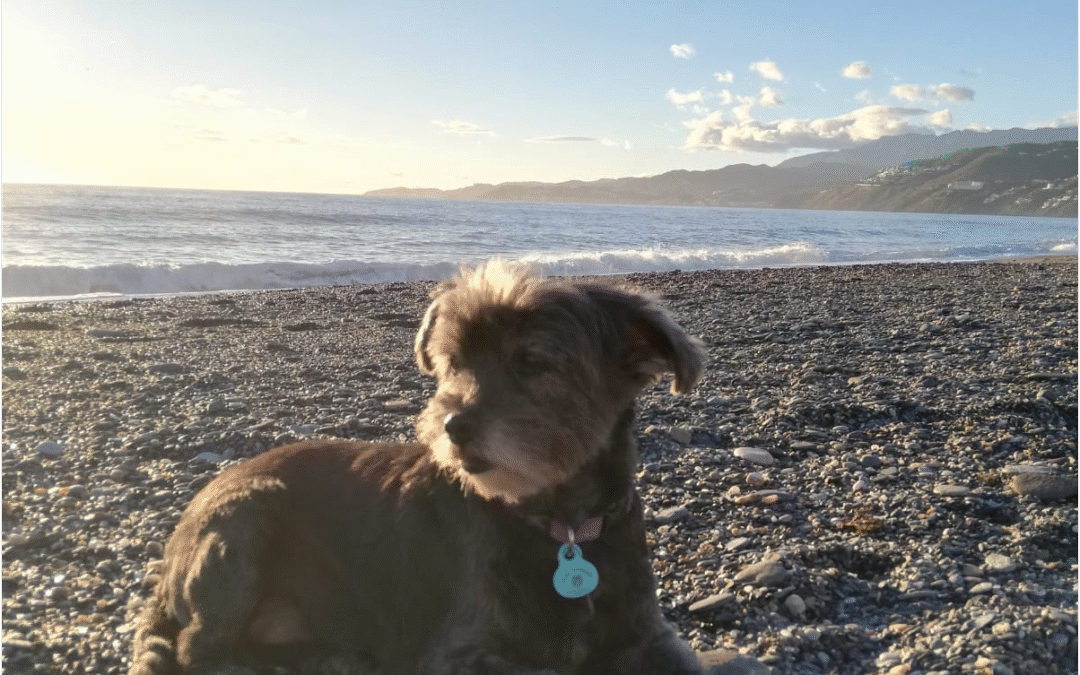 Viajar con perros en la Costa Tropical