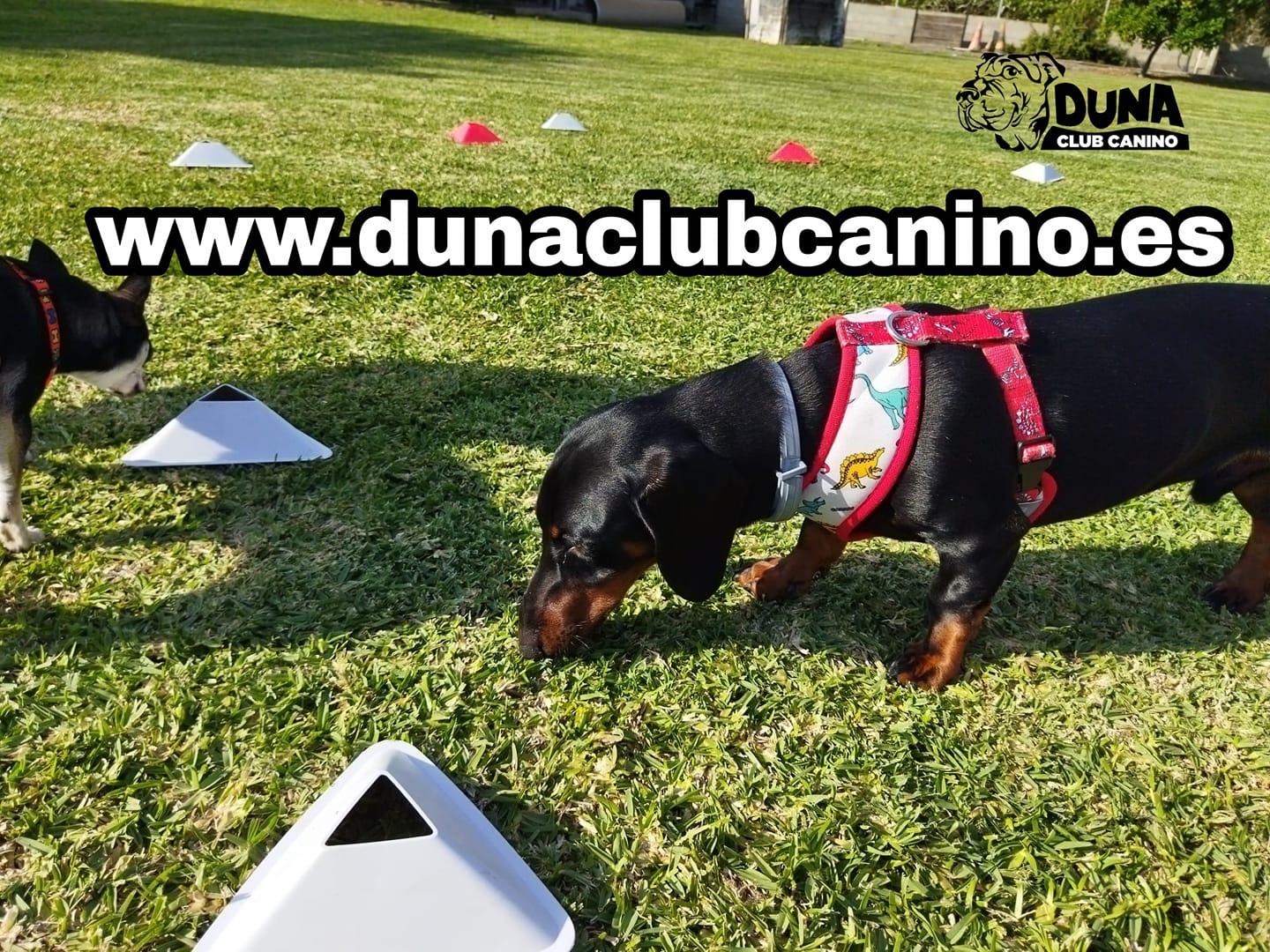 Duna Club Canino 1