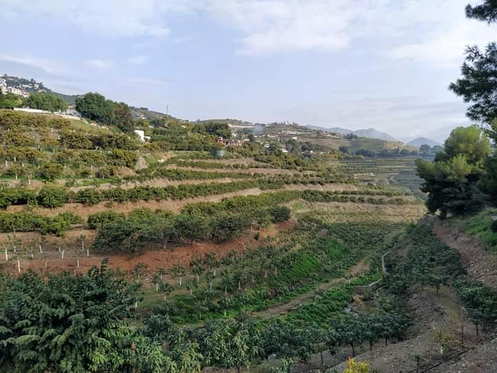 Campo De Mangos