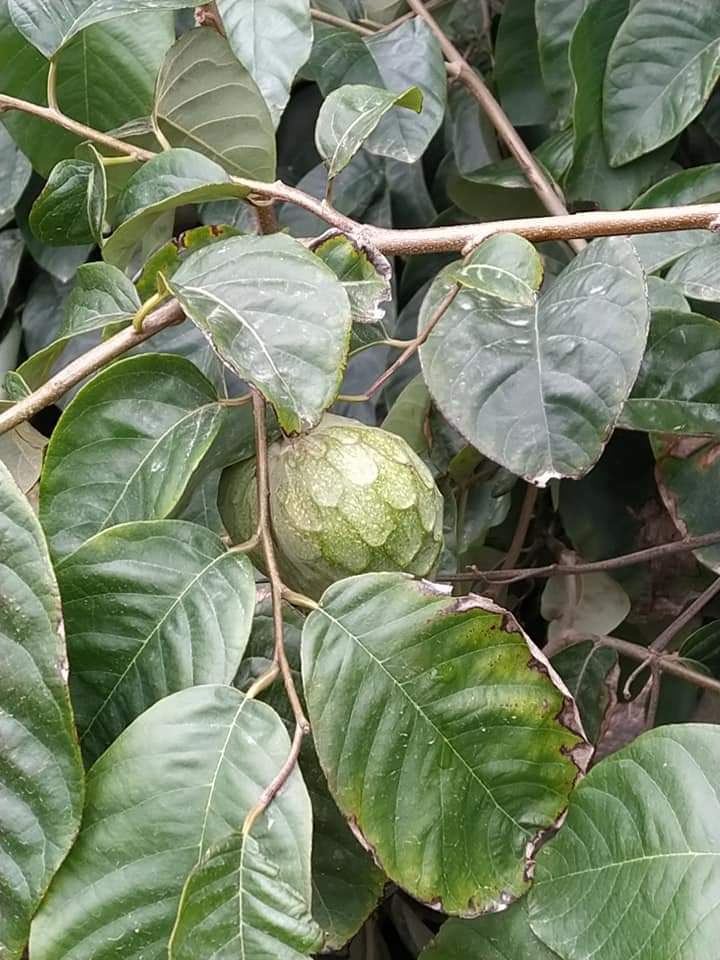 Chirimoyo