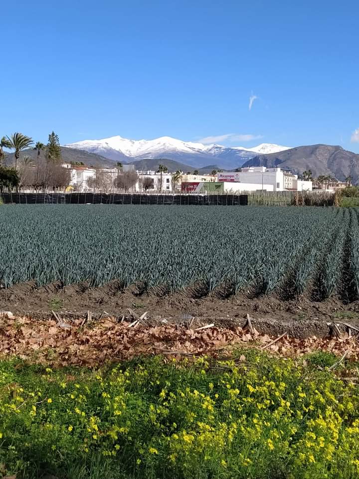 Cultivo Vega Sierra Nevada