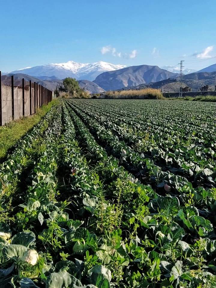 Cultivo Vega Vista Sierra Nevada