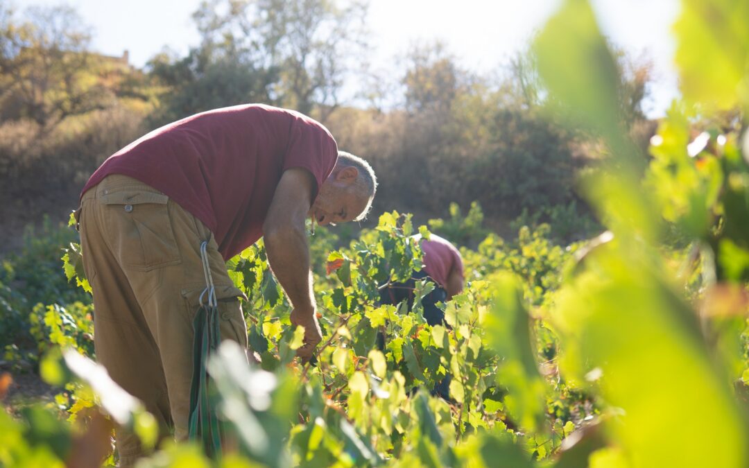 Seis bodegas donde conocer y degustar vino y ron cerca de Salobreña