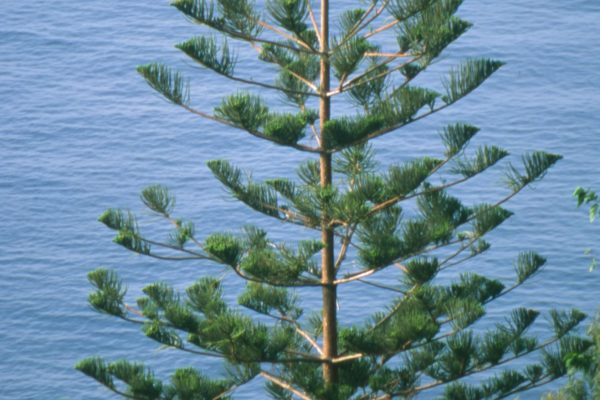 ARAUCARIA-EXCELSA_1-600x400