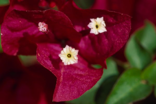 BUGANVILLA_1-600x400