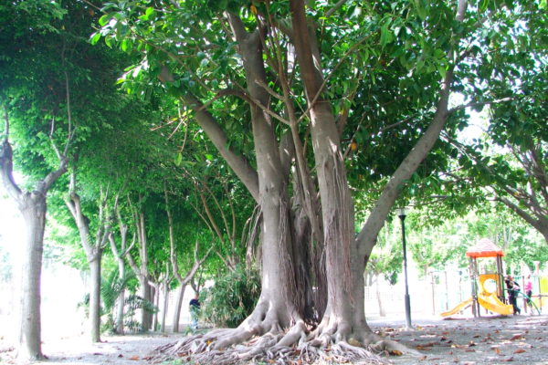 FICUS-ELASTICA-ARBOL-600x400