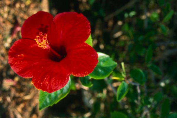 HIBISCO-FLOR_1-600x400