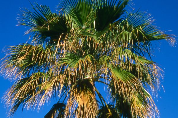 PALMA-CAæôN_1-600x400