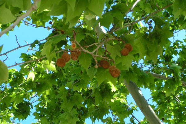 PLATANO-ASIATICO-600x400