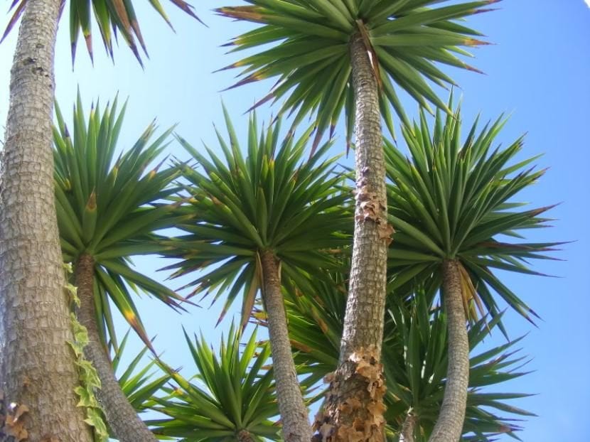 Ruta botanica Parque de la Fuente