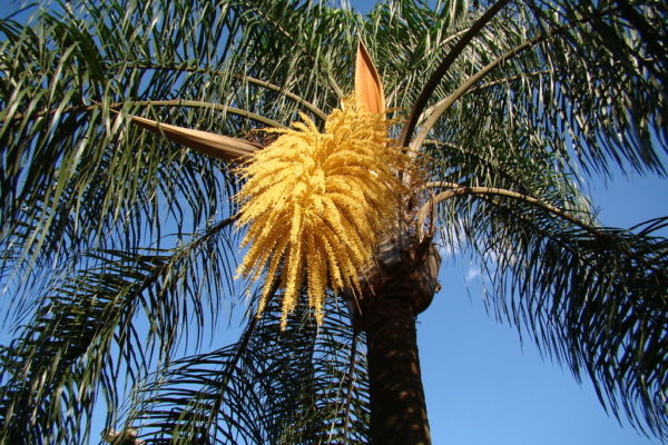 coco-plumoso-600x400