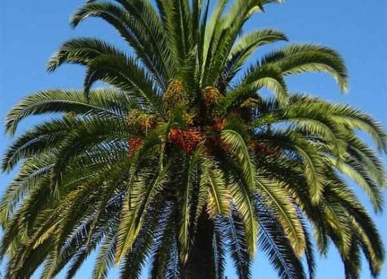 palma-canaria-555x400