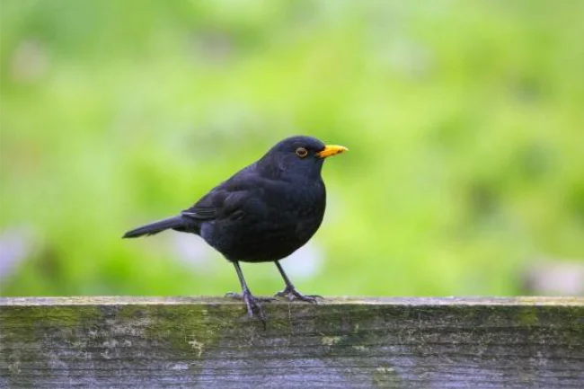 aves01
