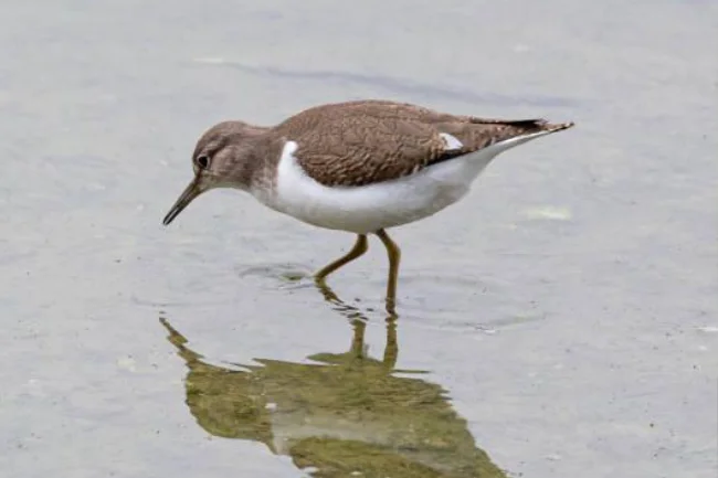 aves03