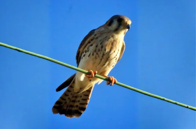 aves06