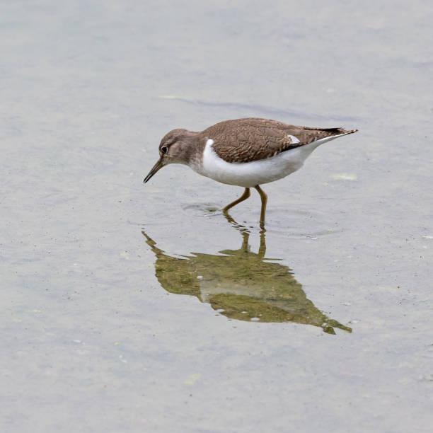 Andarríos chico Salobreña (Actitis hypoleucos)