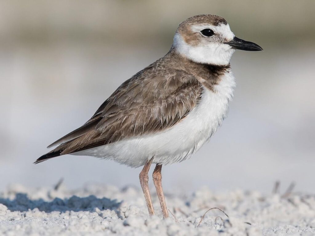 Chorlitejo patinegro Salobreña (Charadrius alexandrinus)