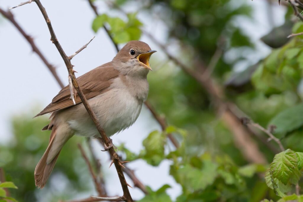 Ruiseñor Salobreña (Luscinia megarhynchos)