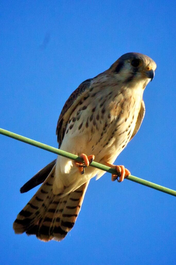 Cernícalo Salobreña (Falco tinnunculus)
