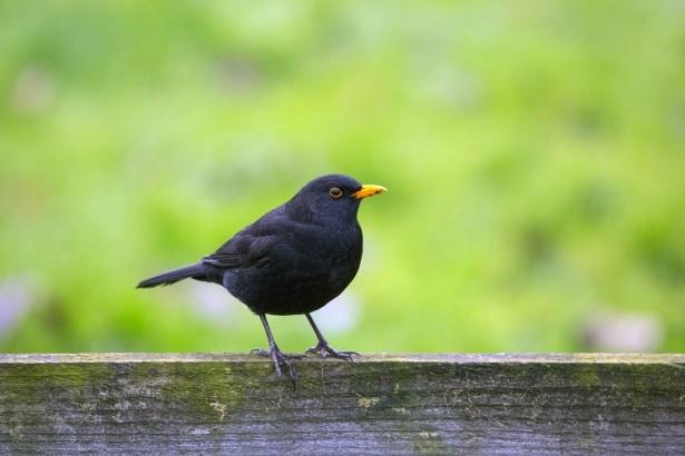 Avistamiento de aves en Salobreña: una experiencia única entre mar, acantilados y valles